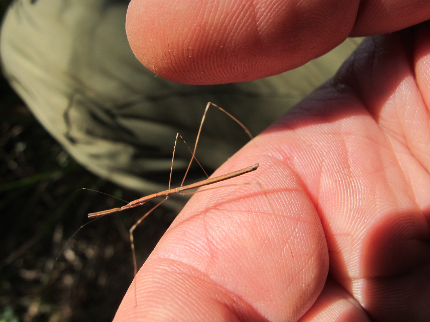 Reduviidae: Ischnonyctes barbarus del Lazio (VT)